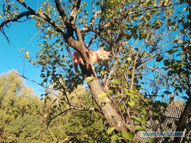 Жизнь домашнего приюта для котеек 517