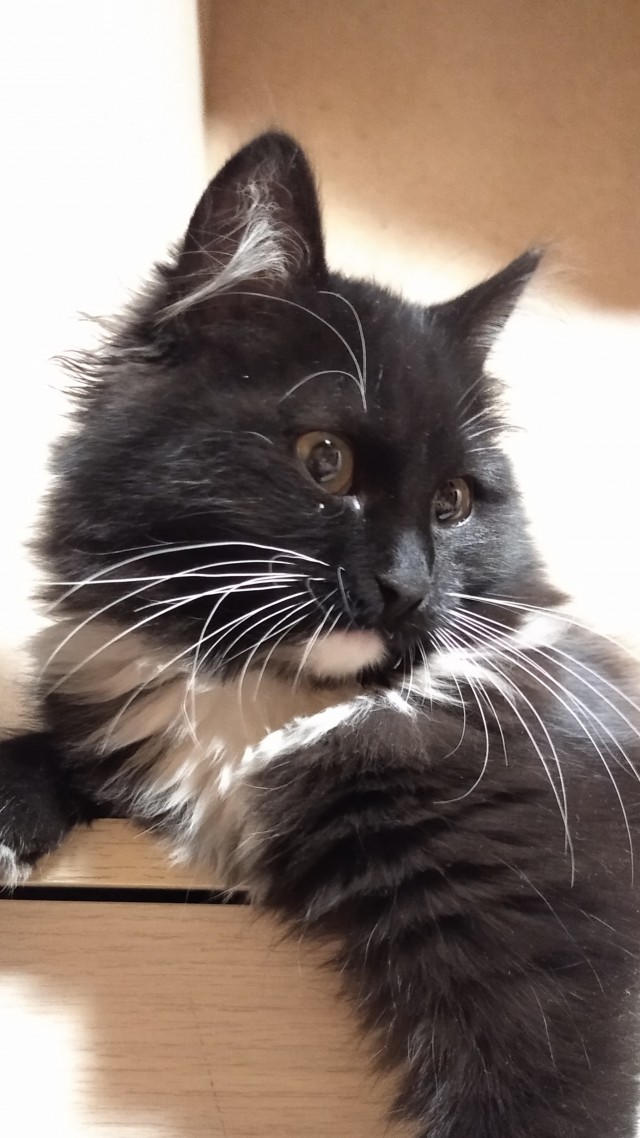 Котовторник 05/11/2024