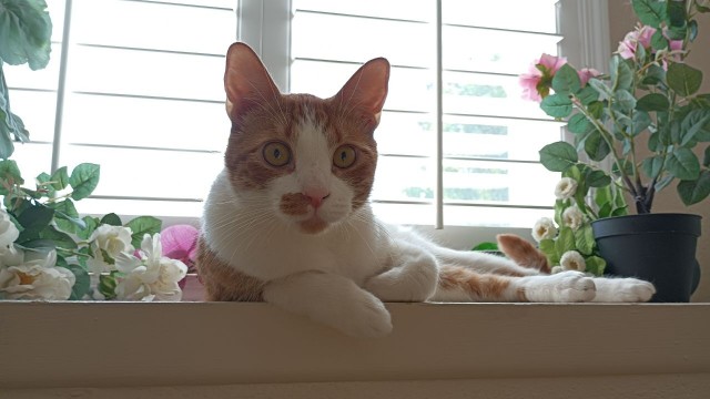 Котэ, совэ и все-все-все