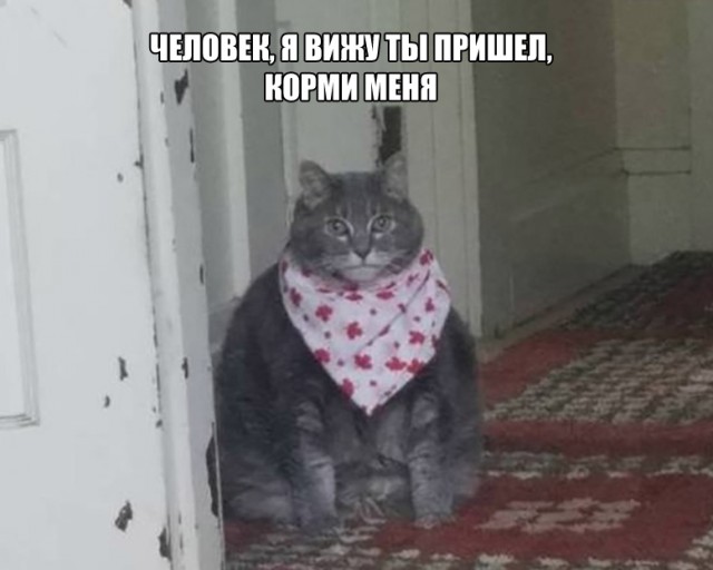 Веселые картинки в маленькую пятницу (09.04)