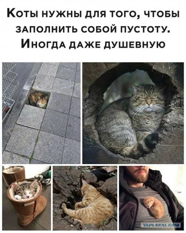 Котовторник