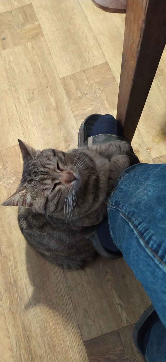 Моя жена не умеет фоткать кота