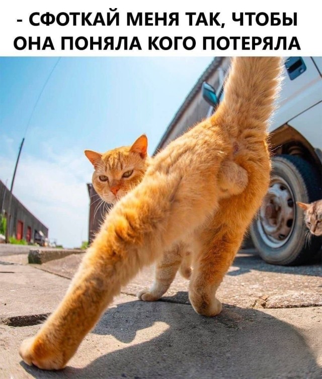 Весёлый полтишок 08.07.25
