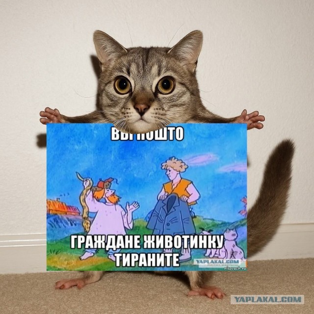 Так себе картинки 10.08.25