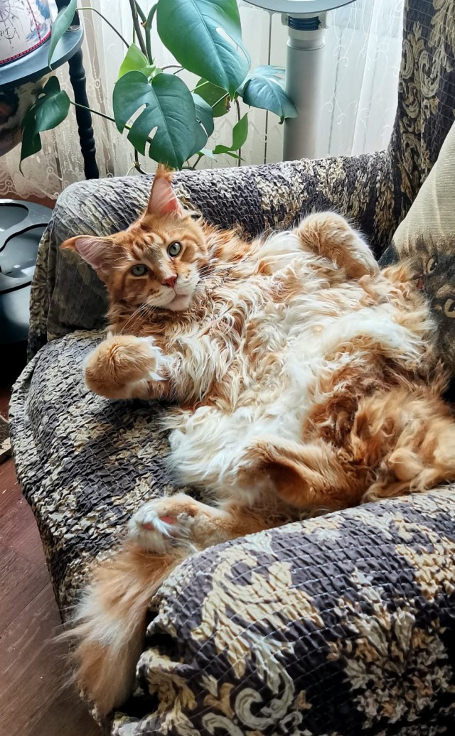Котовторник скоро.