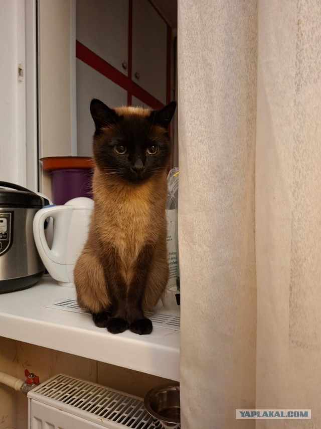 С котовторником!