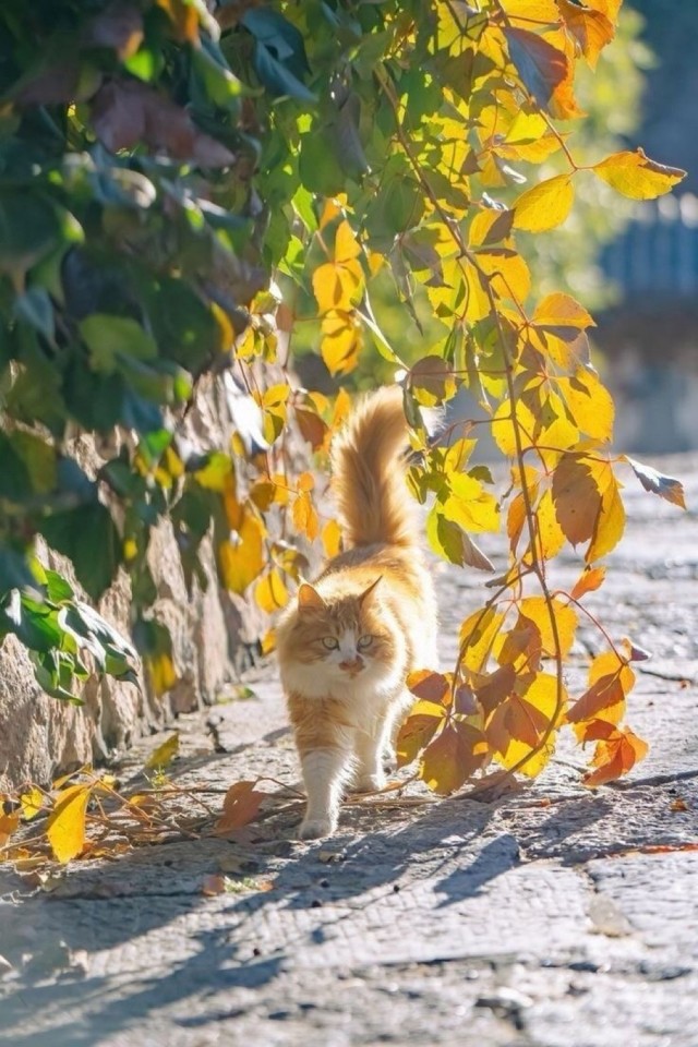 Осенний кот
