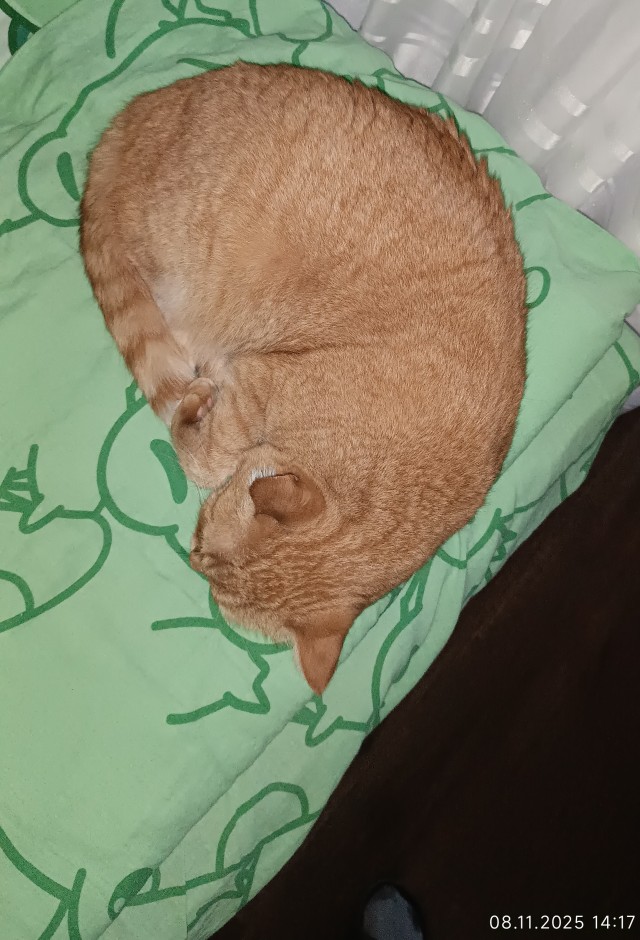 Кот умывается. Часть 2