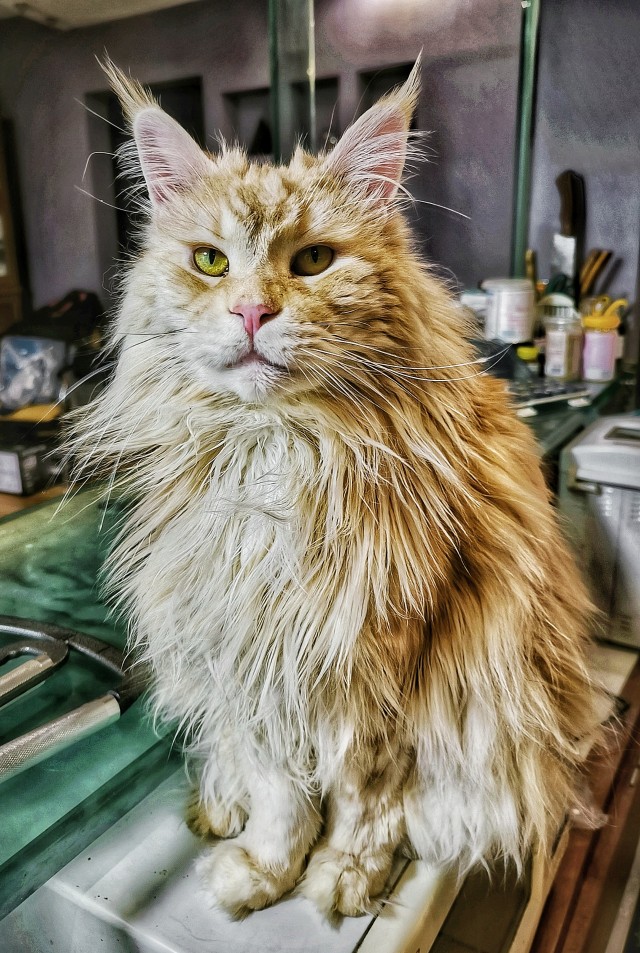 Кота могут арестовать и продать за долги хозяина