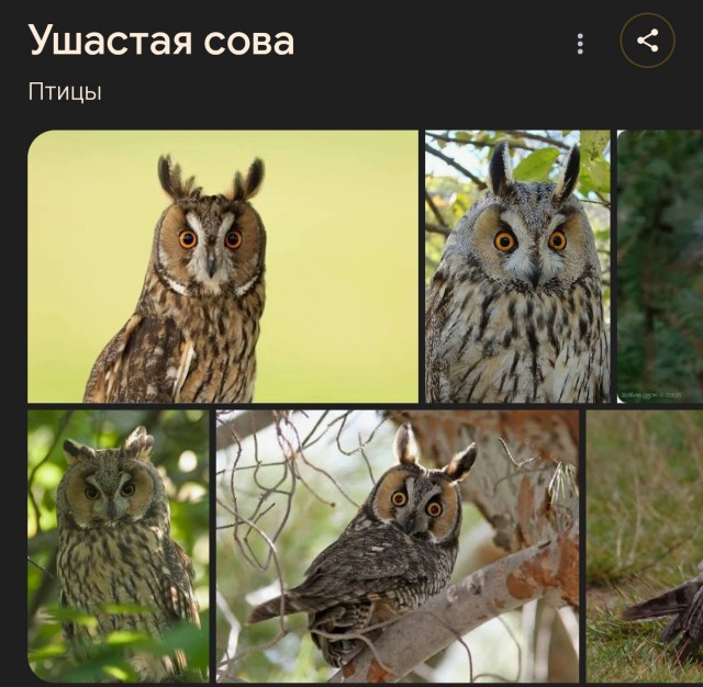 Радостный мужик и сова