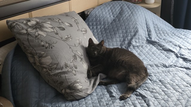С котовторником!