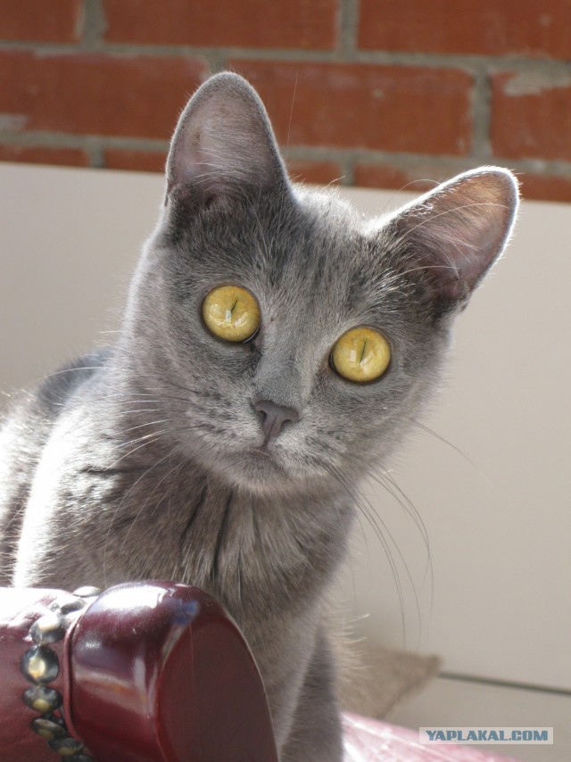 Кошка Яна 19 лет