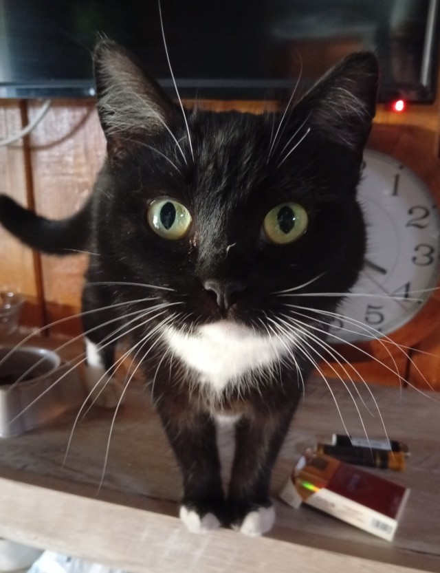 Котовторник