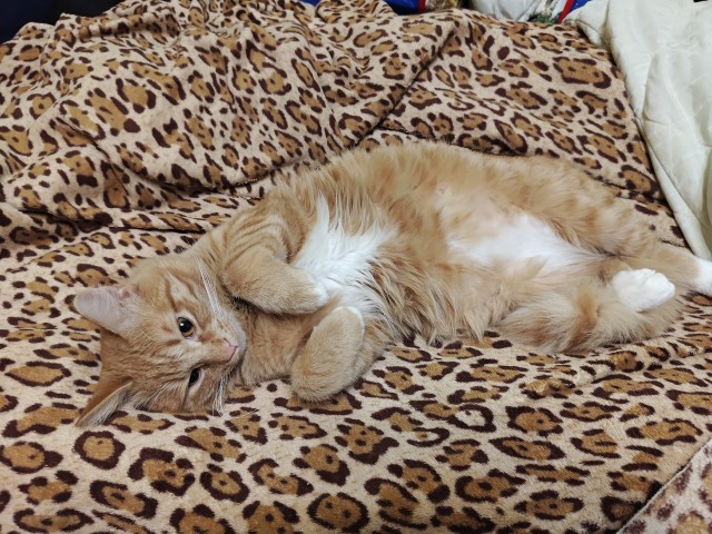 Котовторник 29.09.2026