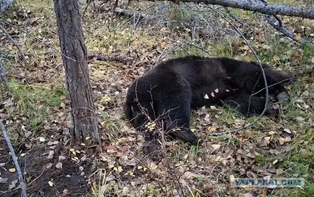 Медведи лютуют!