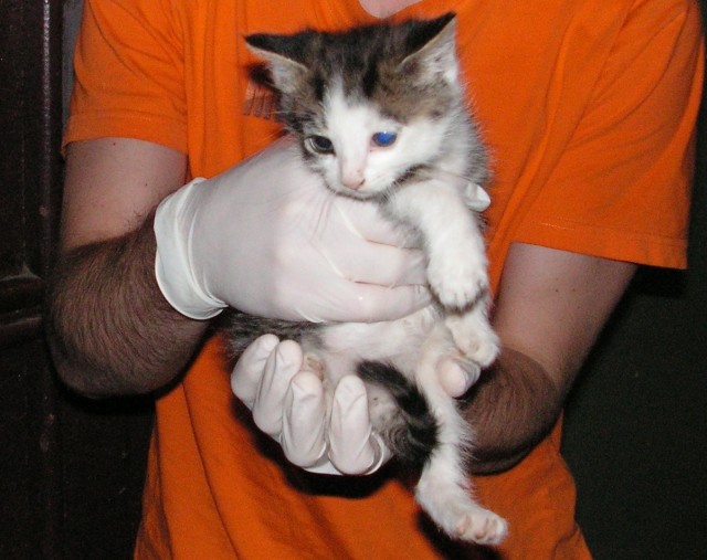 История одного "почти спасения".