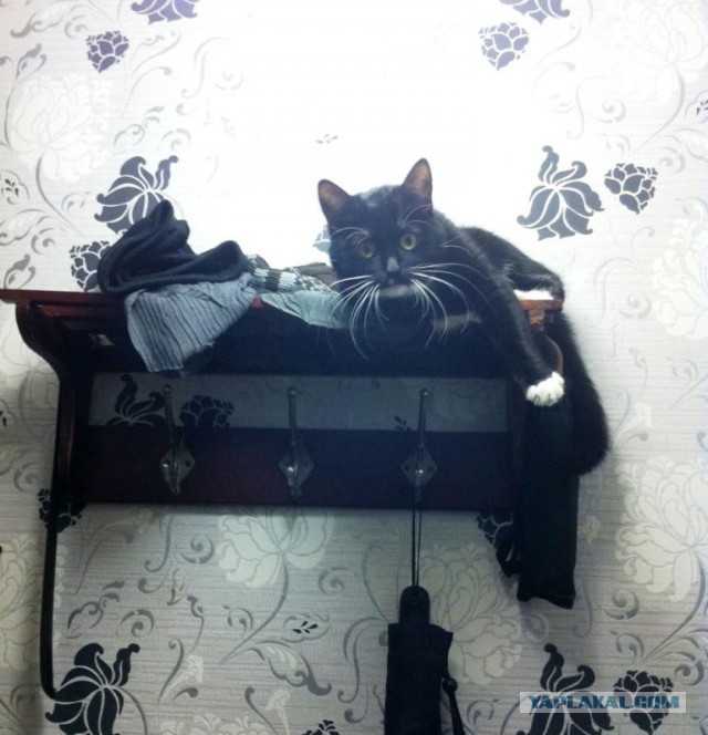 Котовторник 25.02.2014