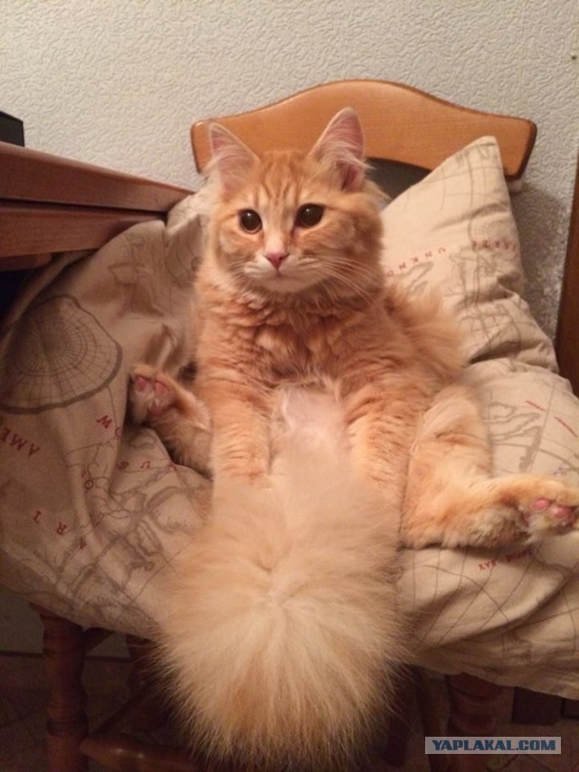 Котовторник 25.02.2014
