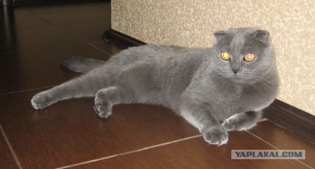 Котовторник 6.05.2014
