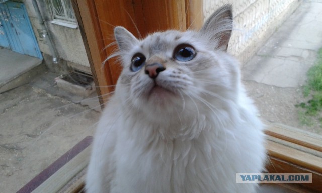 Котовторник 27.5.2014