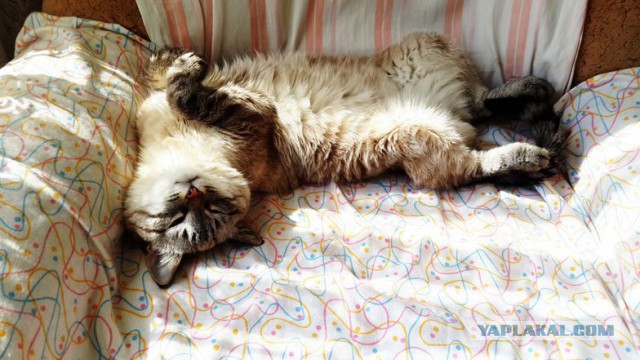 Котовторник 22.07.14