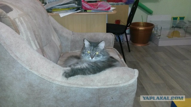 Сибирские коты и американцы