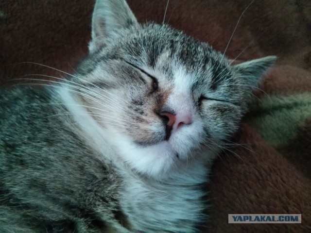 Котовторник 2.12.14