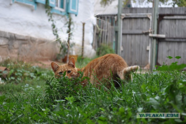 Котовторник 2.12.14