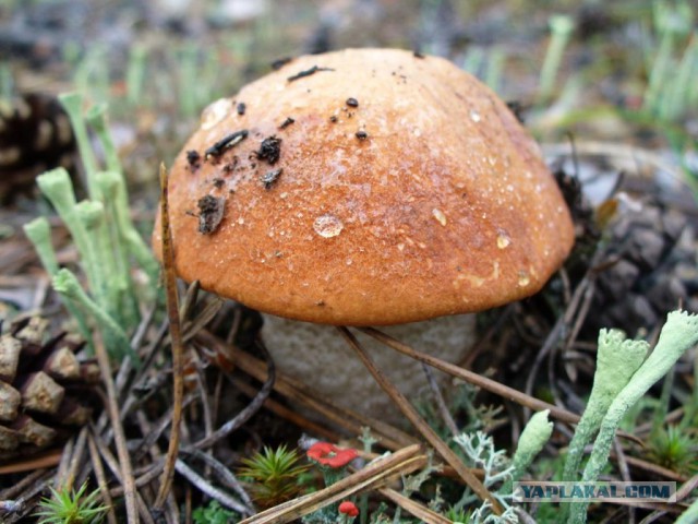 Вспомним лето! Вылазка за грибами.