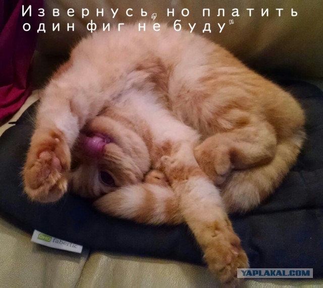 Налог на домашних животных