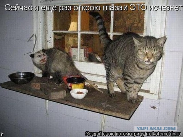 Жизнь домашнего приюта для котеек 50