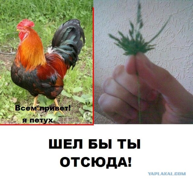 Школоте не понять: Петух или курица?