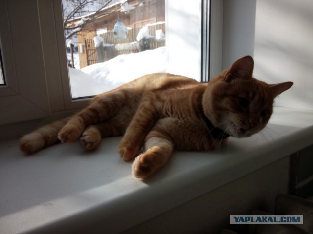 Котовторник 24.03.2015