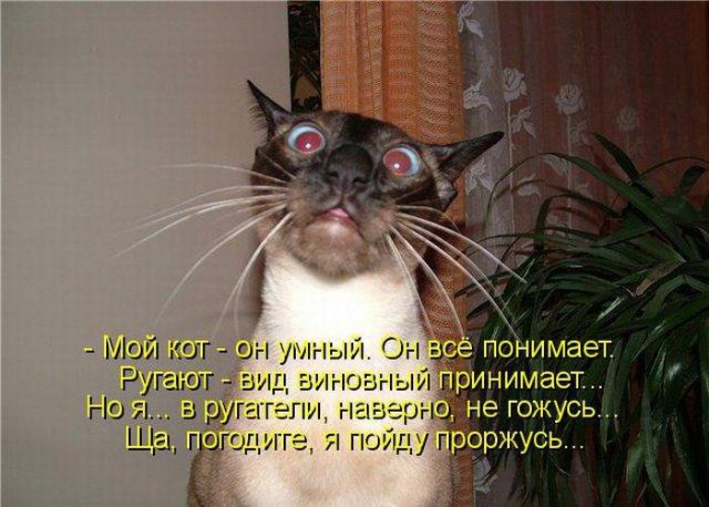 Забавные картинки из Сети