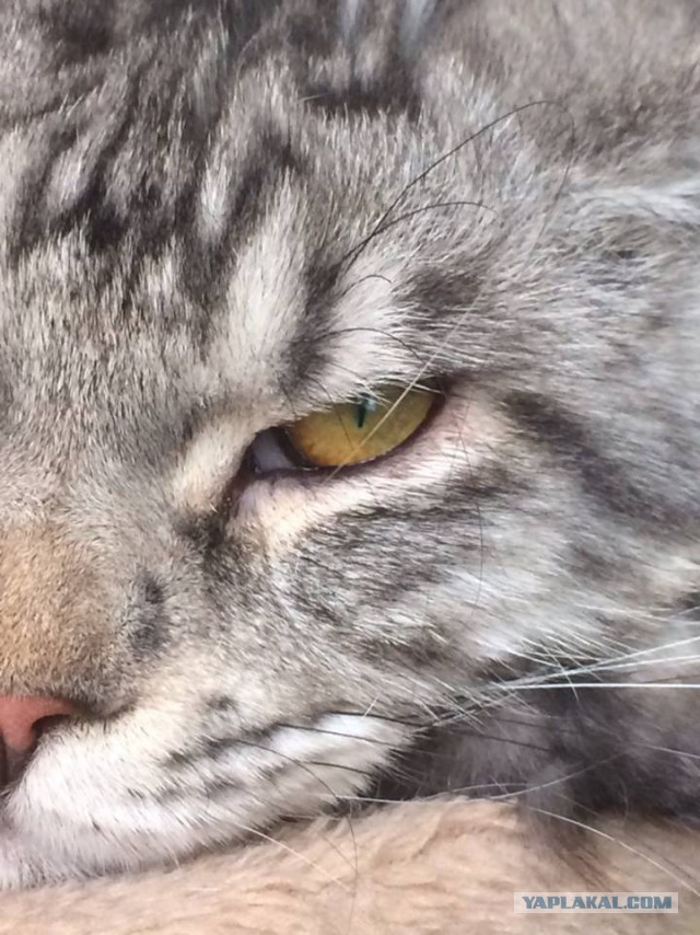 Котопёс))