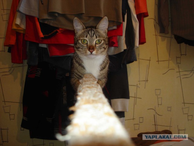 Котовторник 09.06.2015