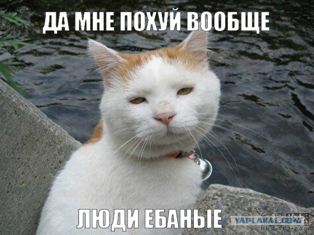 Известные котомемы.