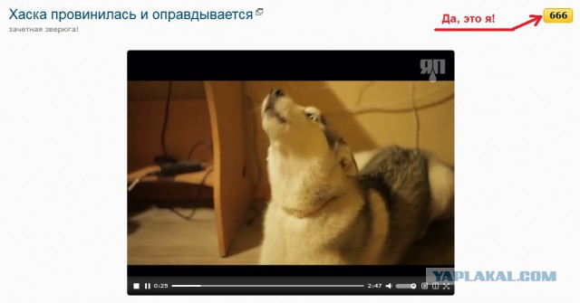 Хаска провинилась и оправдывается
