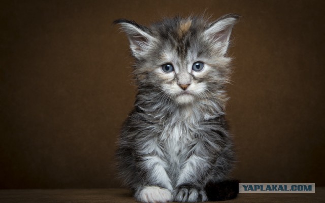 Котовторник