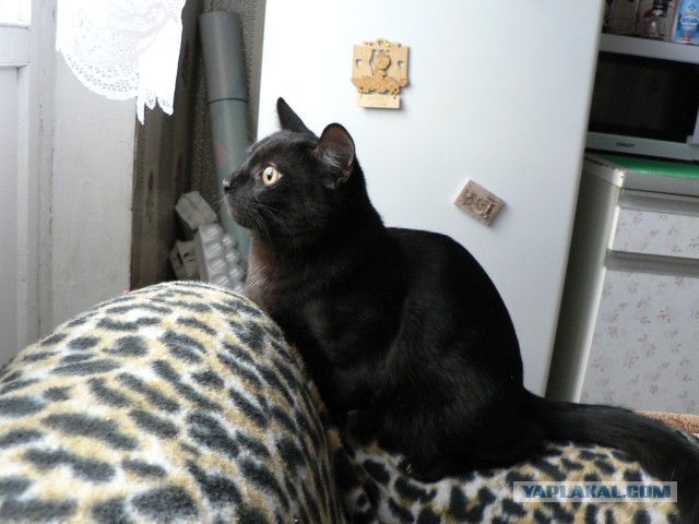 Котовторник 20.10.2015