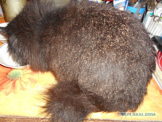 Жизнь домашнего приюта для котеек 92