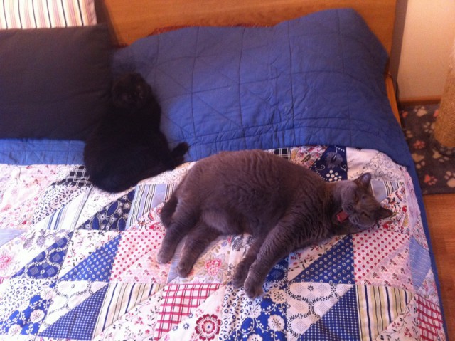 Котовторник