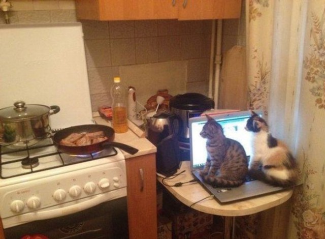 Скотинки - Животинки