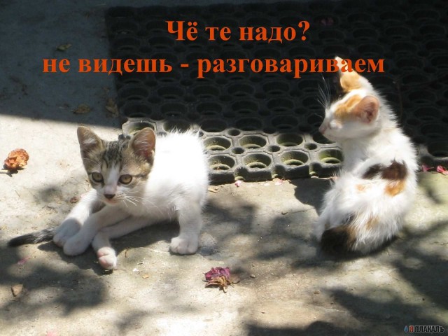 Вторник: Кошаки правят ЯПом!