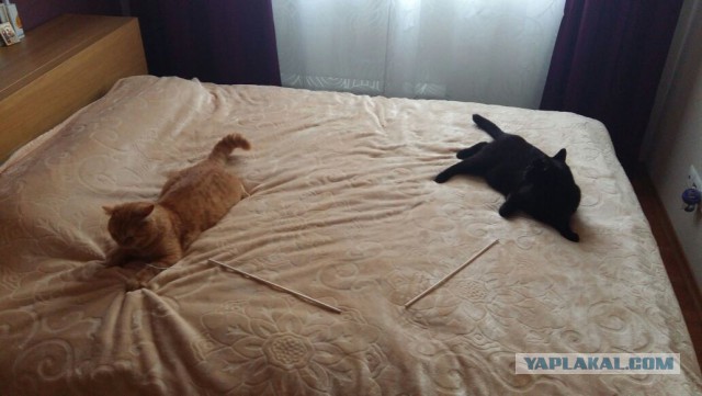 Котовторник 19.07.2016