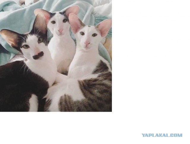 Кот грузинский
