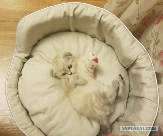 Котовторник 07.03.2017