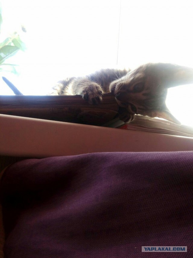 Топ 10 самых любимых и популярных пород кошек