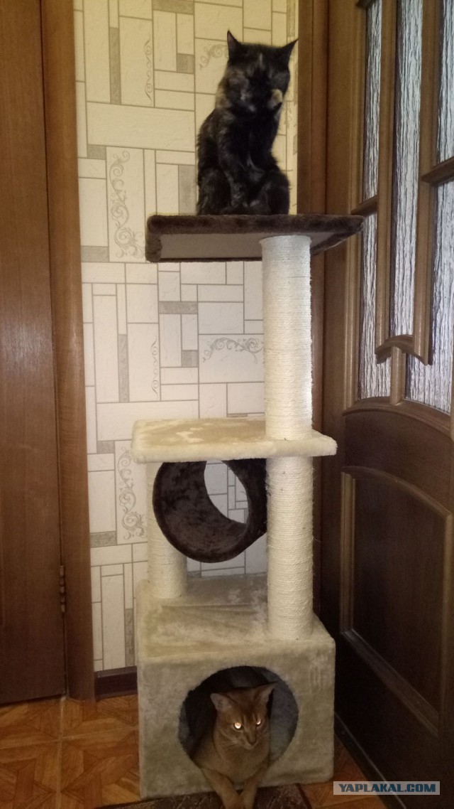 Котовторник 2.05.2017