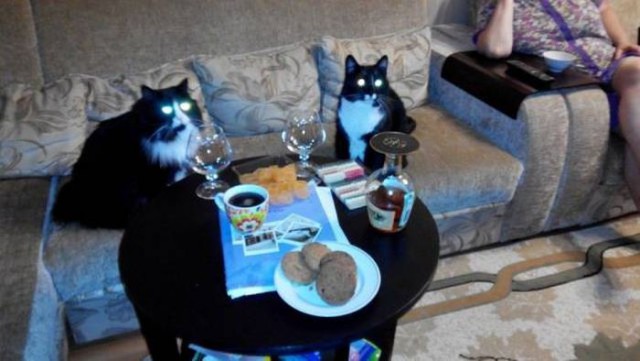 Коты и Кошки